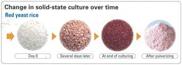 Red_rise_culture